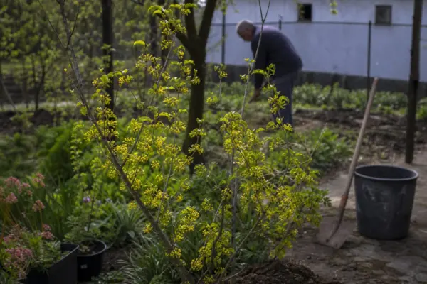 Corn (Cornus mas) – condiții de creștere, plantare și îngrijire