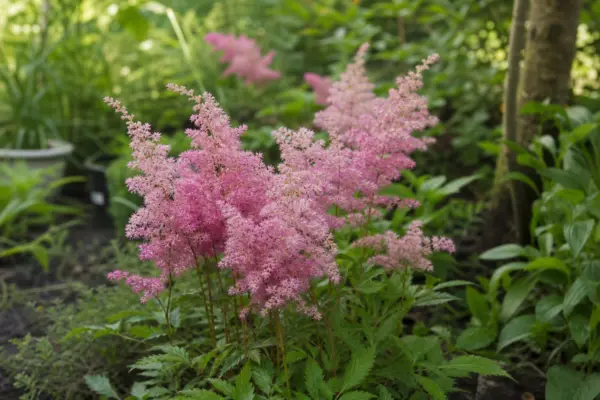 Astilbe (Astilbe arendsii) – ghid complet de cultivare și îngrijire