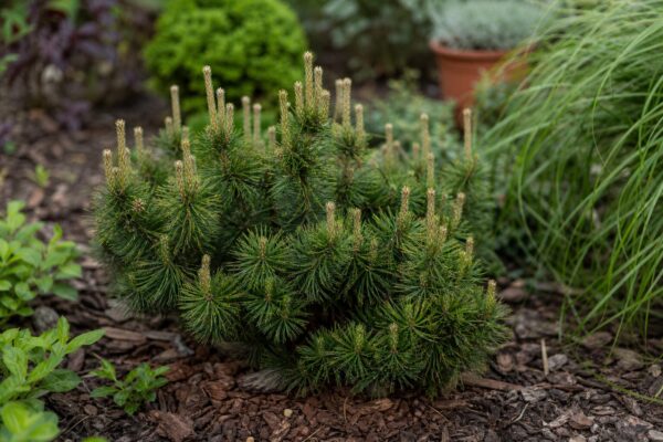 Jneapăn (Pinus mugo) – ghid practic de plantare și îngrijire