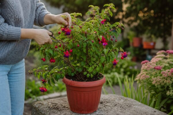 Cerceluș (Fuchsia hybrida) – sfaturi utile pentru plantare și îngrijire