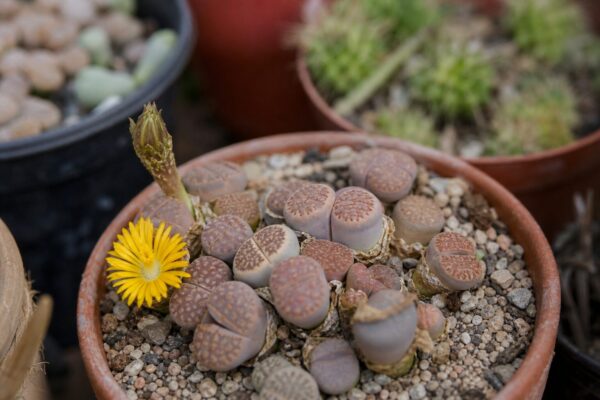 Lithops (Lithops pseudotruncatella) – ghid practic de plantare și îngrijire