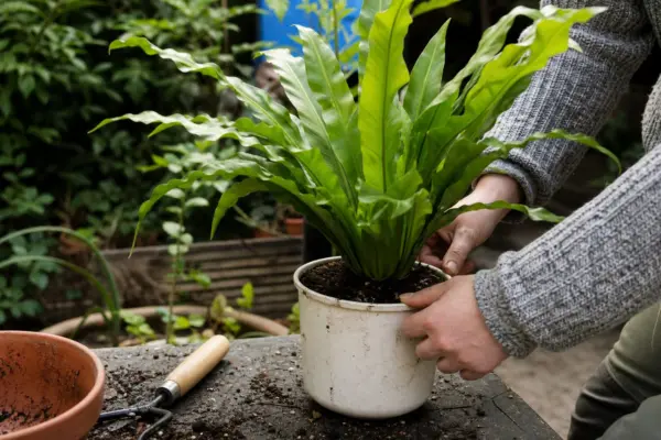 Feriga cuib de pasăre (Asplenium nidus) – tot ce trebuie să știi despre plantare și îngrijire
