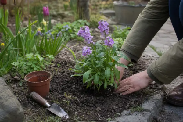 Micșunele (Matthiola incana) – ghid practic de plantare și îngrijire