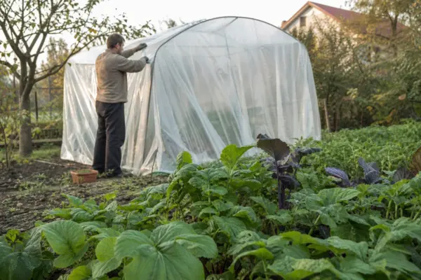 Montarea foliei pentru solarii de legume: materiale, tehnici și greșeli frecvente