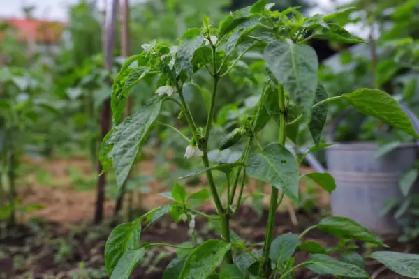 De ce cad florile ardeilor înainte să formeze fructe