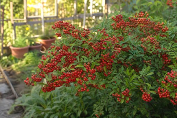 Pyracantha (Pyracantha coccinea) – sfaturi utile pentru plantare și îngrijire