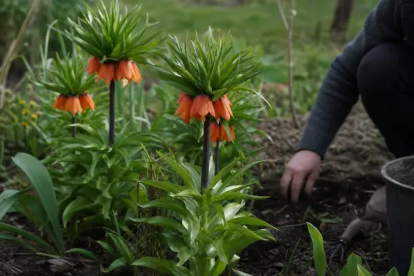 Coroana imperială (Fritillaria imperialis) – plantare și îngrijire pas cu pas