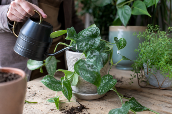 Scindapsus argintiu (Scindapsus pictus) – plantare, udare și întreținere