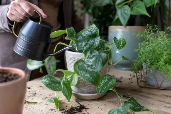 Scindapsus argintiu (Scindapsus pictus) – plantare, udare și întreținere