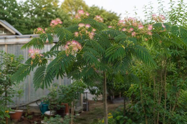 Arborele de mătase (Albizia julibrissin) – plantare și îngrijire pas cu pas