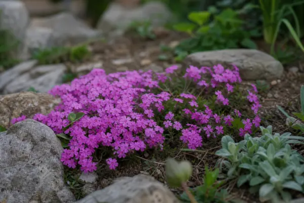 Saxifraga (Saxifraga arendsii) – ghid practic de plantare și îngrijire