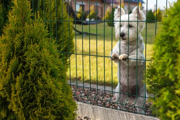 Amenajări exterioare pentru grădini cu animale de companie: idei practice de organizare