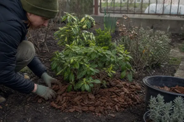 Arbuștii ornamentali plantați recent: pregătirea pentru prima iarnă